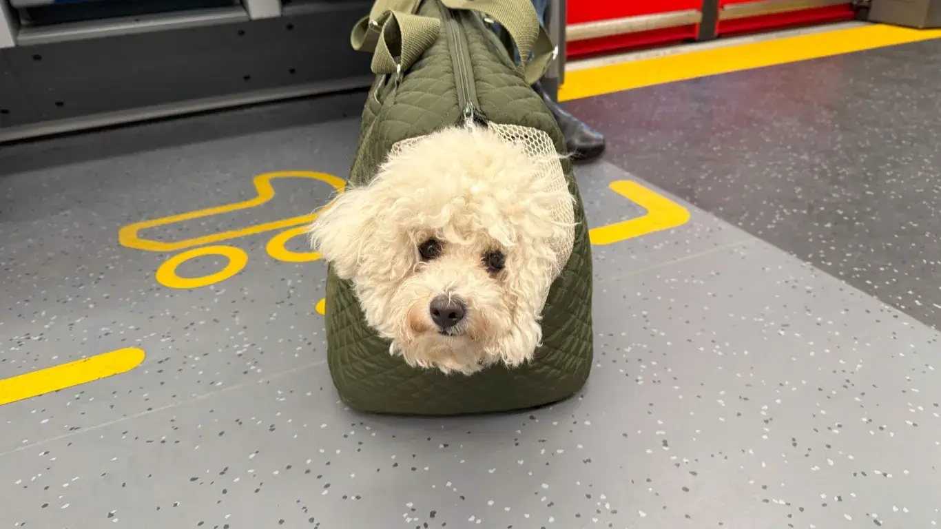 Oasen in Berlin - Hund in U-Bahn