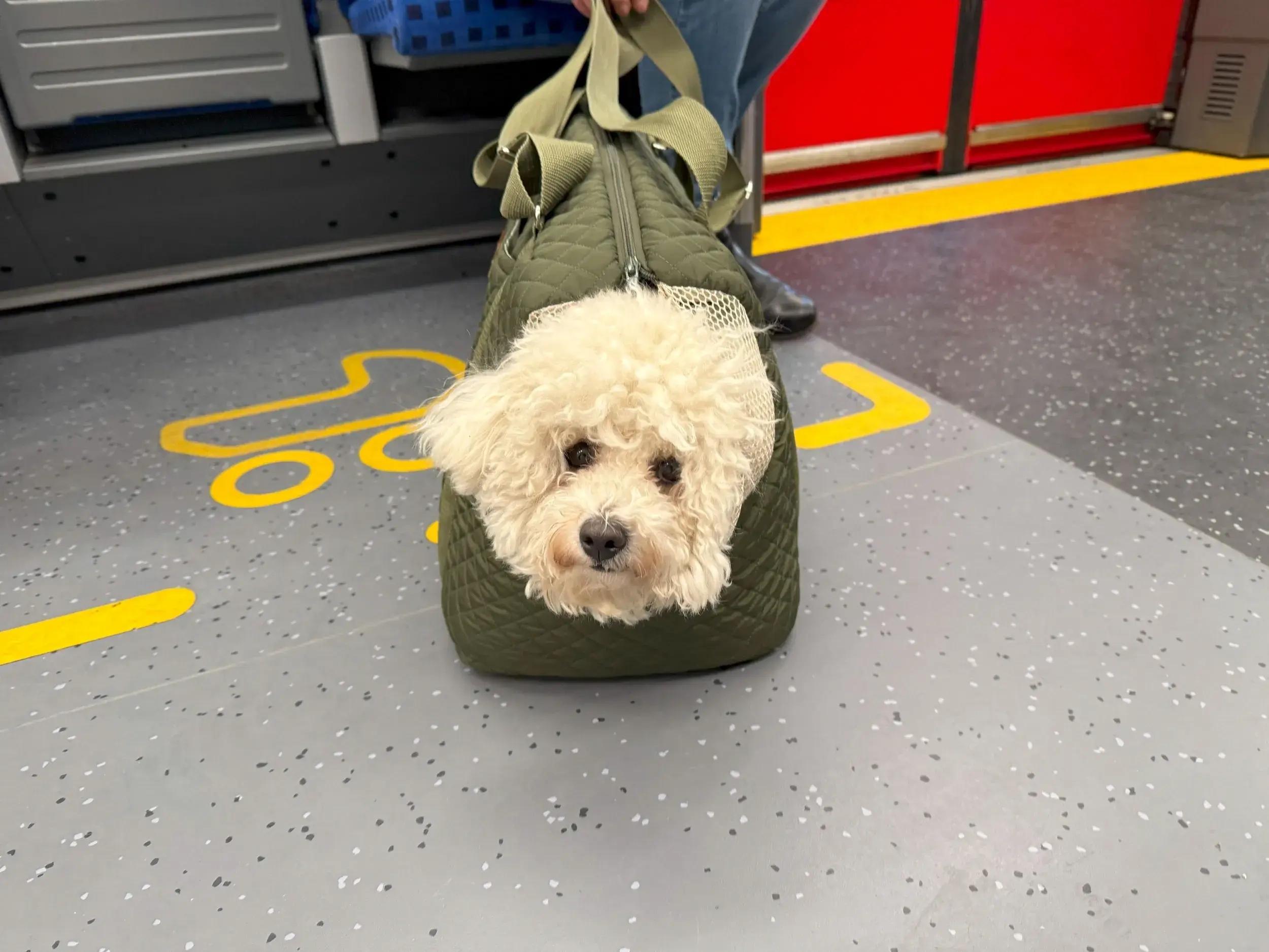 Oasen in Berlin - Hund in U-Bahn